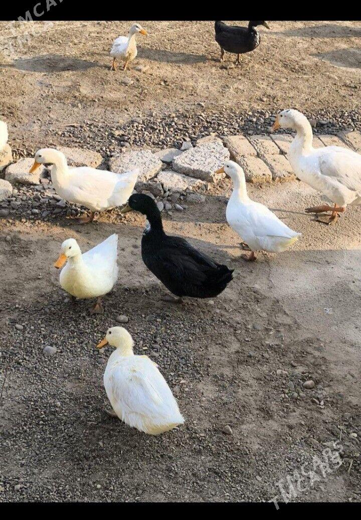 gak gak ordek - Gyzylarbat - img 1