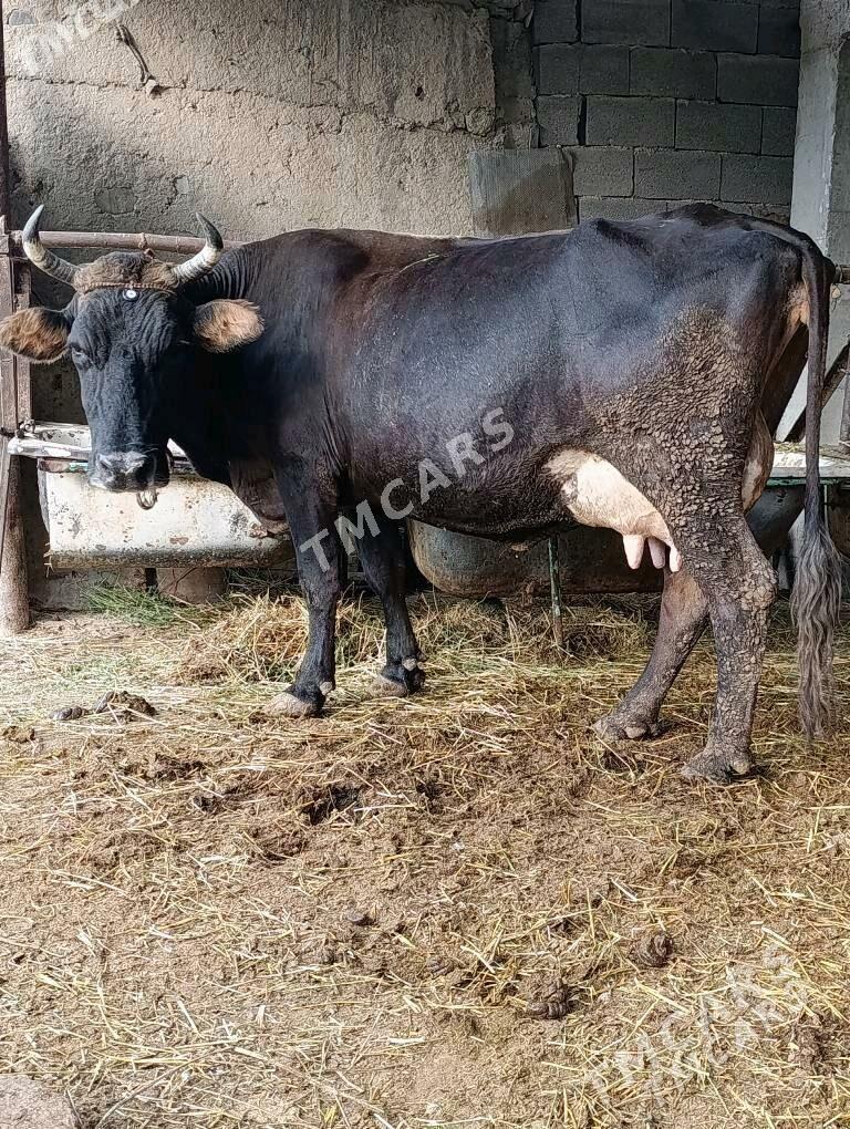 goleli sygyrlar - Mary - img 1