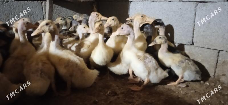 Ýaşylbaş gak gak ördek jüýje - Sakarçäge - img 1