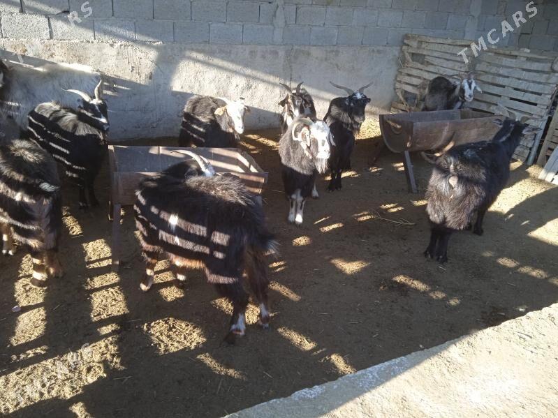 gysyr geciler - Gyzylarbat - img 1