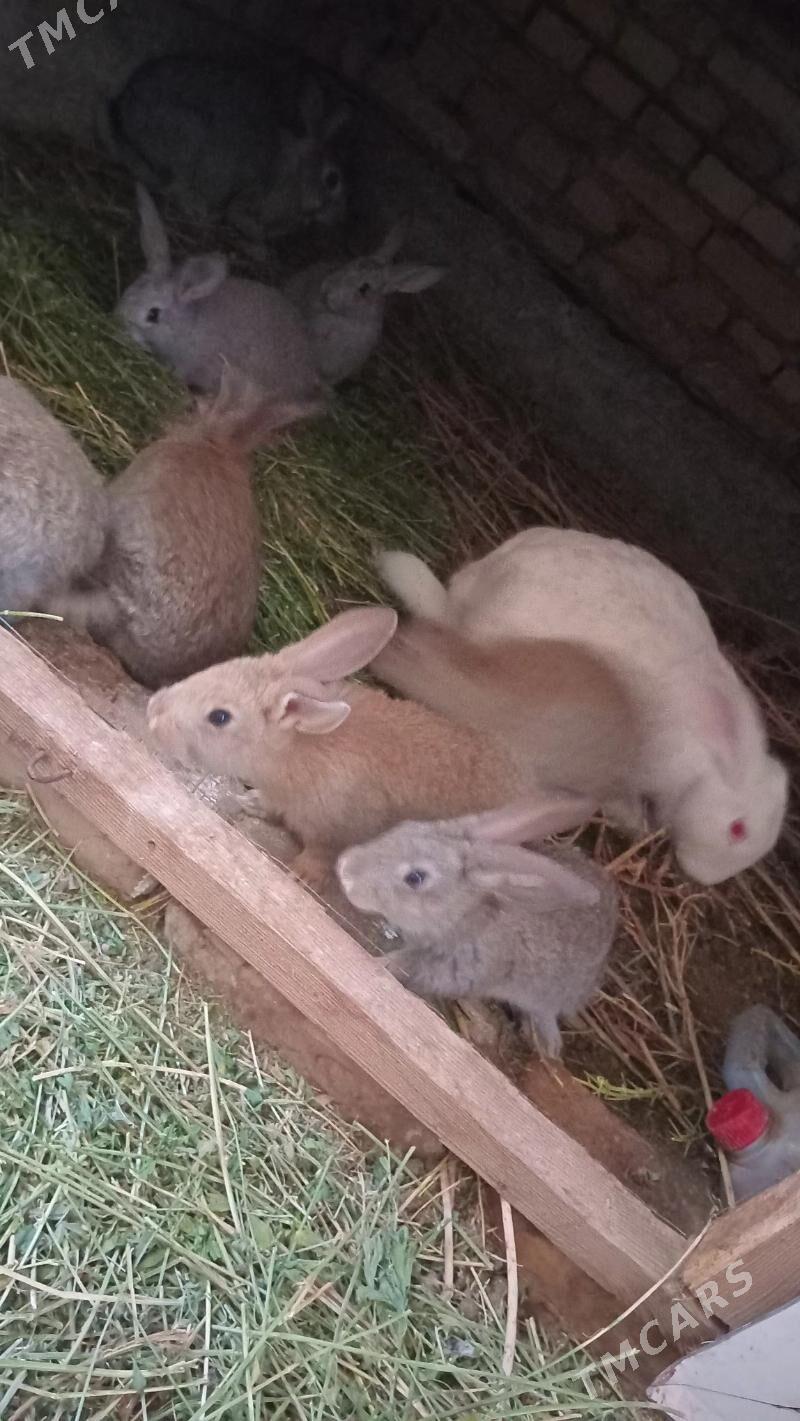 towşan - Туркменабат - img 1