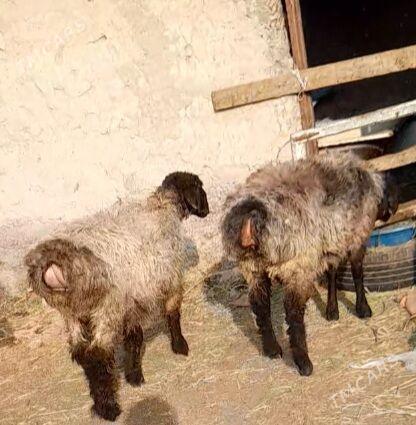 tokly - Ak bugdaý etraby - img 1