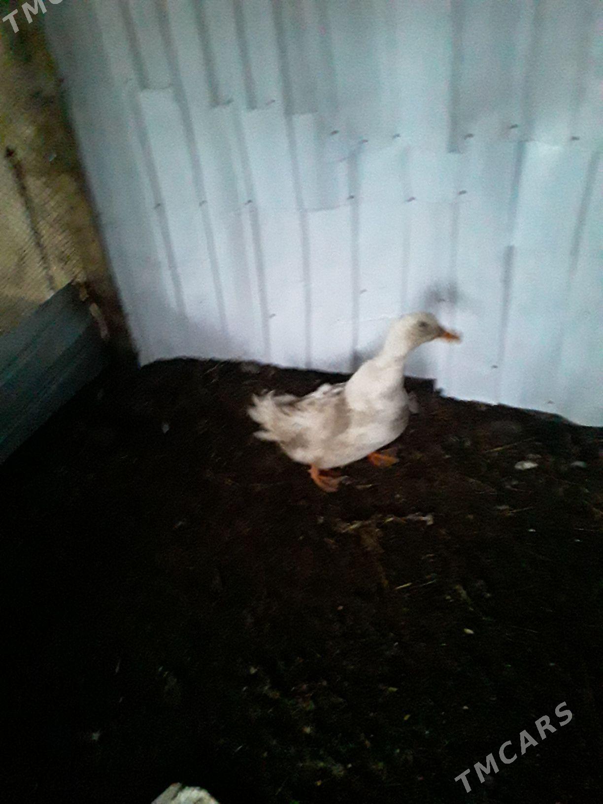 ördek - Türkmenabat - img 1