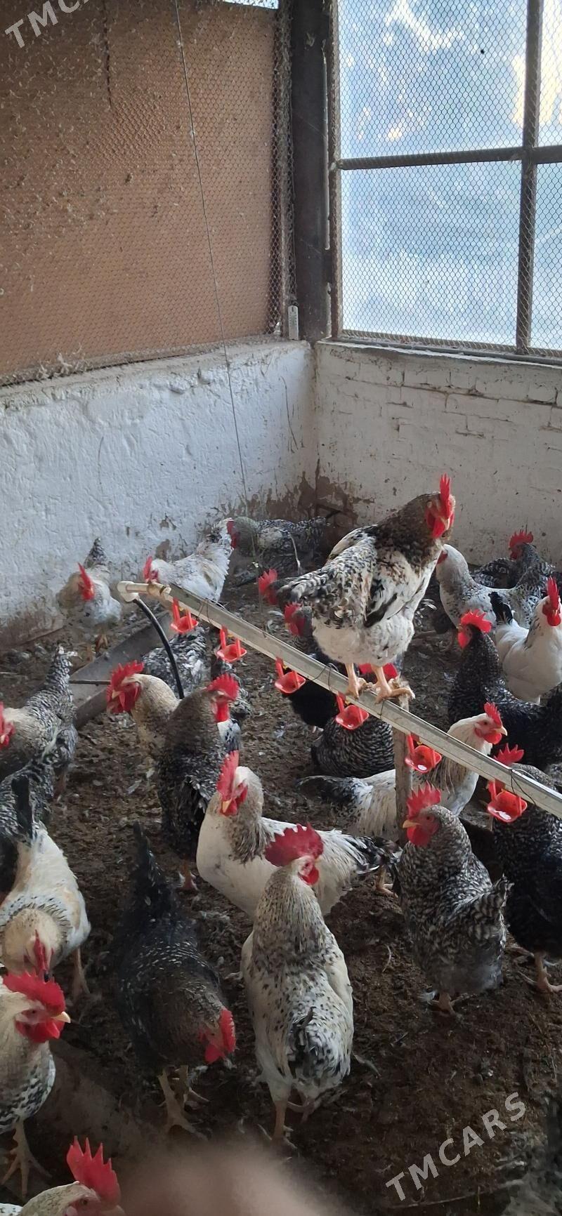 horaz - Magtymguly - img 1