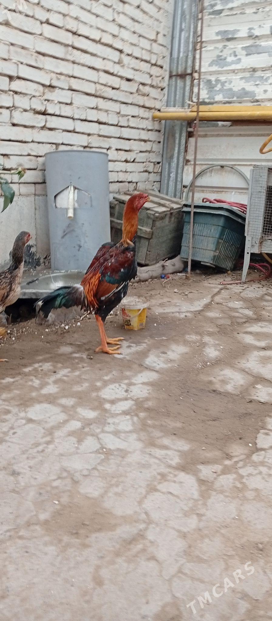 озбек - Türkmenabat - img 1