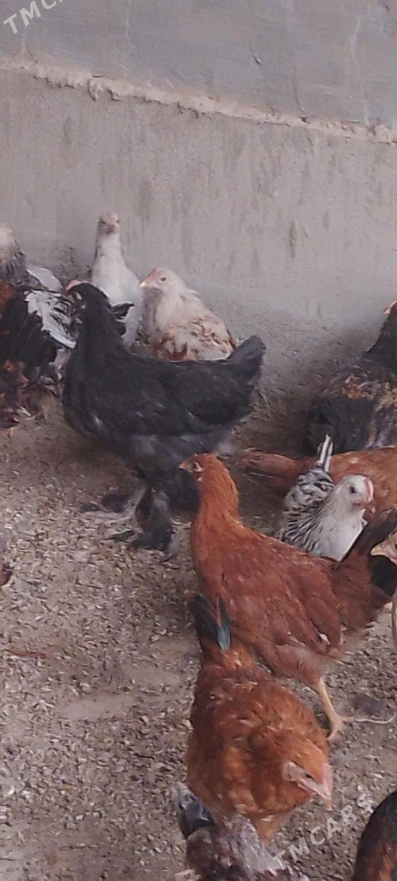 Towuk jùýjeler - Sakarçäge - img 1