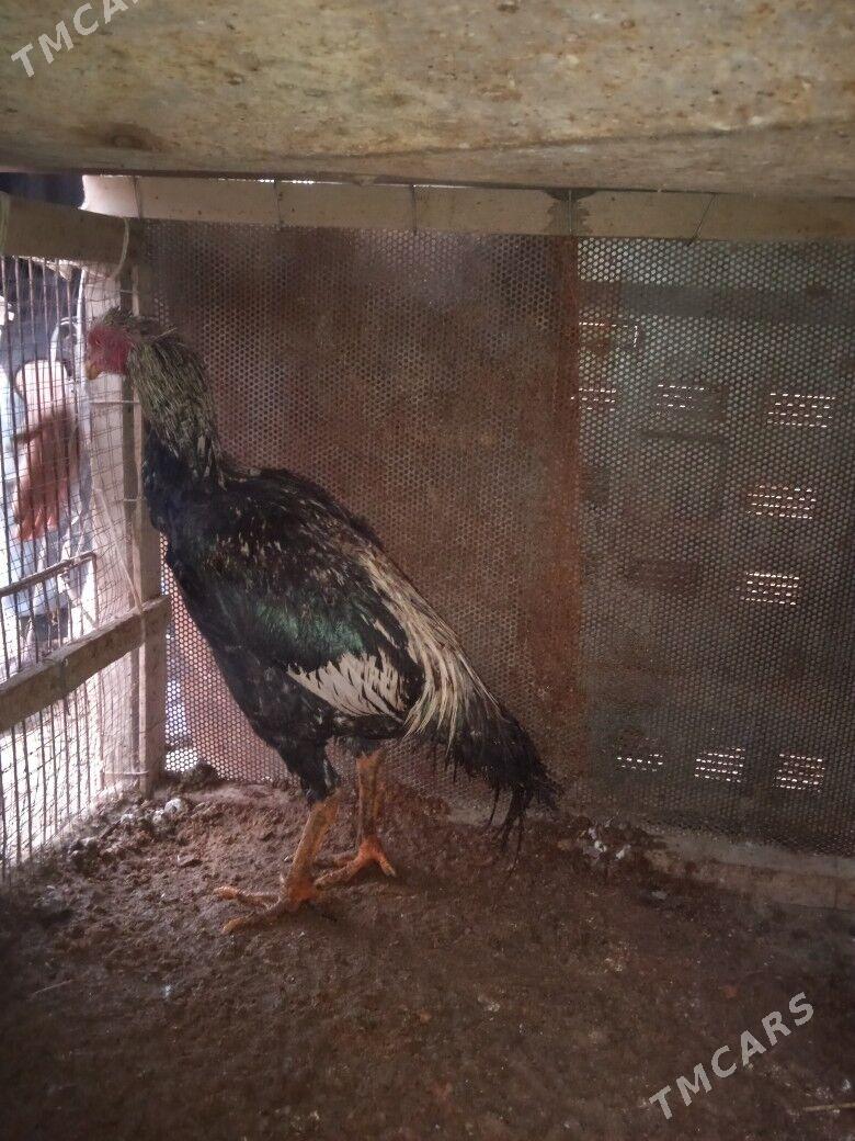 baysow horazlar - Dänew - img 1