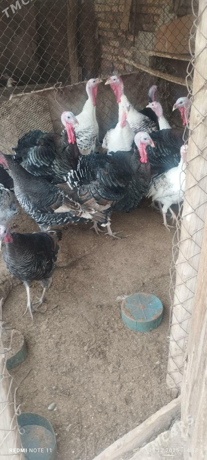 индюк - Türkmenabat - img 1