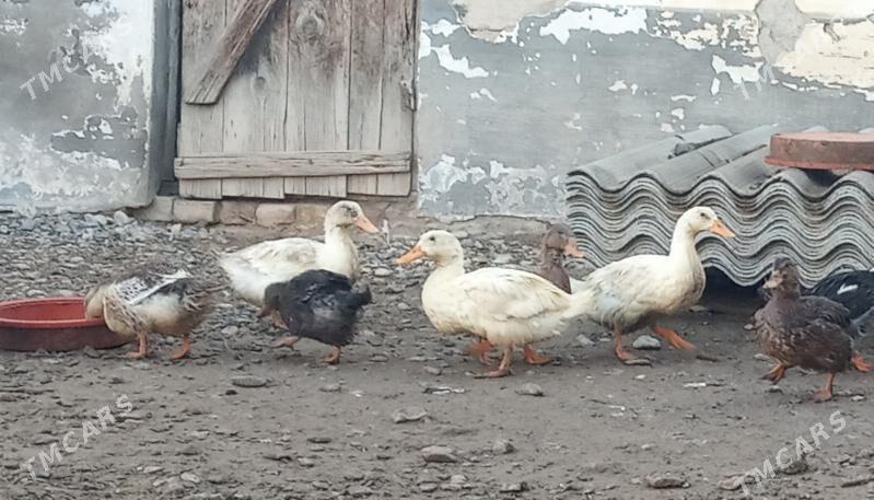 ordek gak-gak - Gyzylarbat - img 1