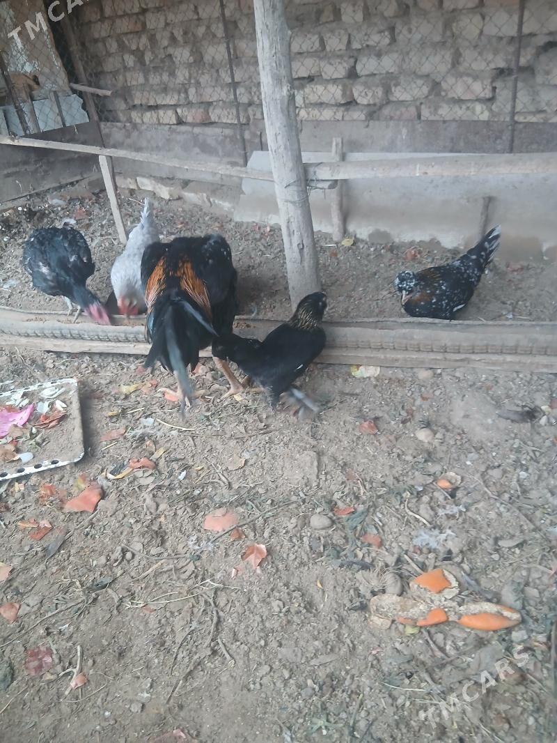 карлик товук - Sakarçäge - img 1