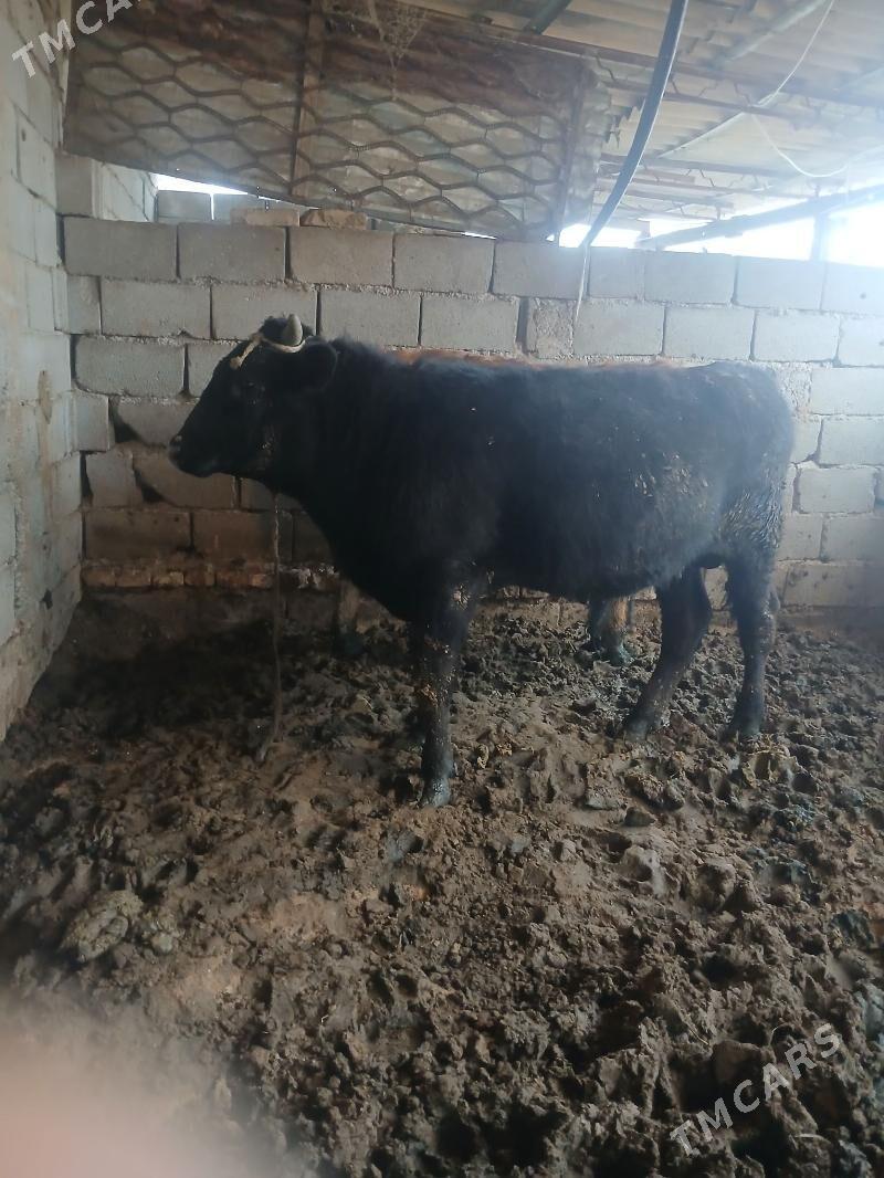 okuz - Ашхабад - img 1