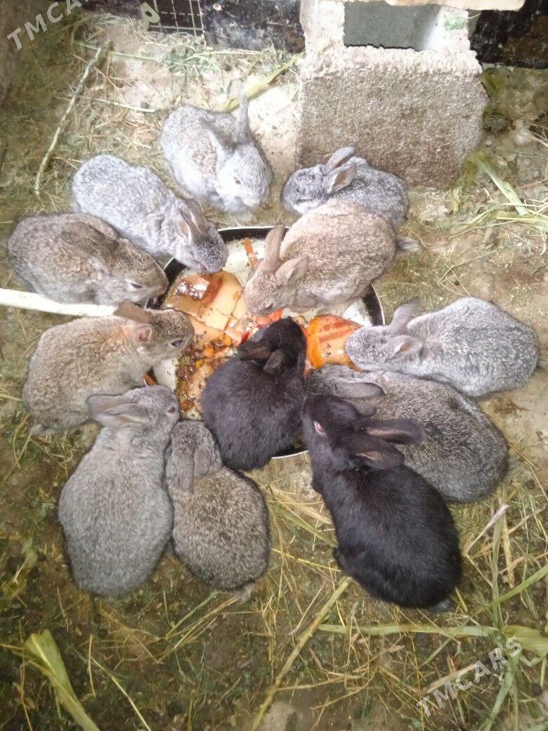 Towşan - Гёкдепе - img 1