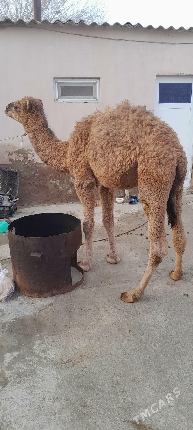 torum - Bäherden - img 1