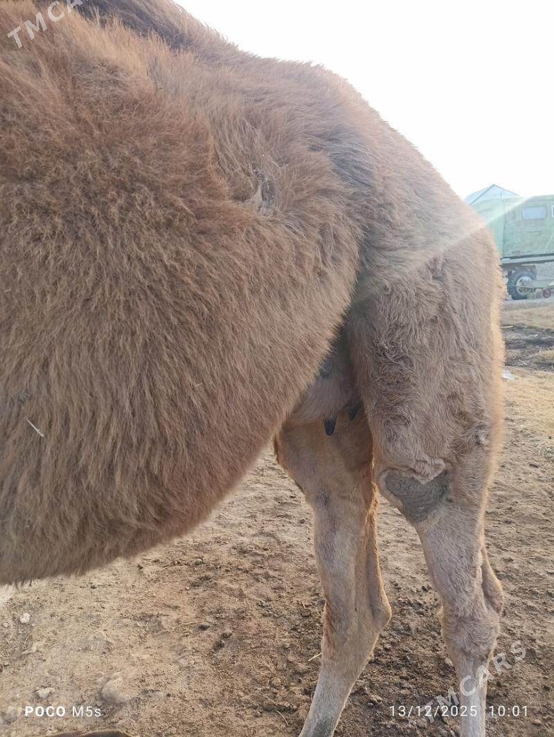 Kosekli duye - Bereket - img 1