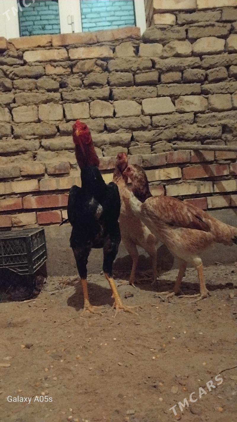 Bayes horaz towuk - Мары - img 1