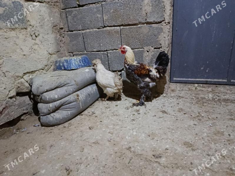 towuk - Gyzylarbat - img 1