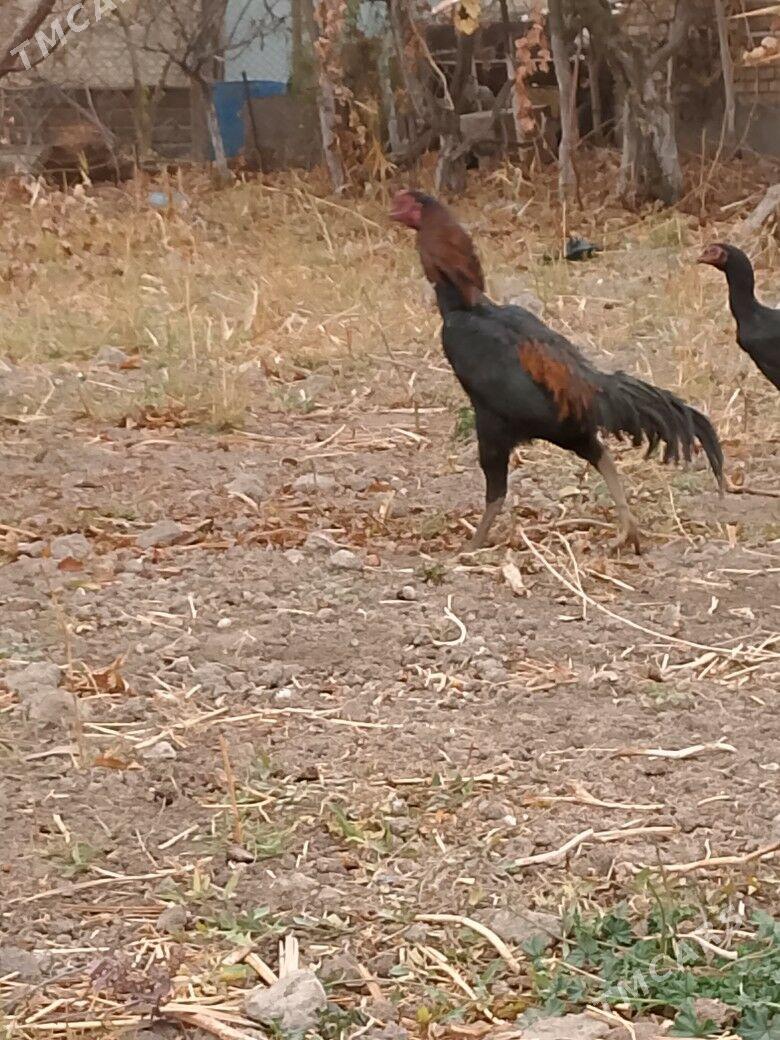 horaz - Türkmenabat - img 1