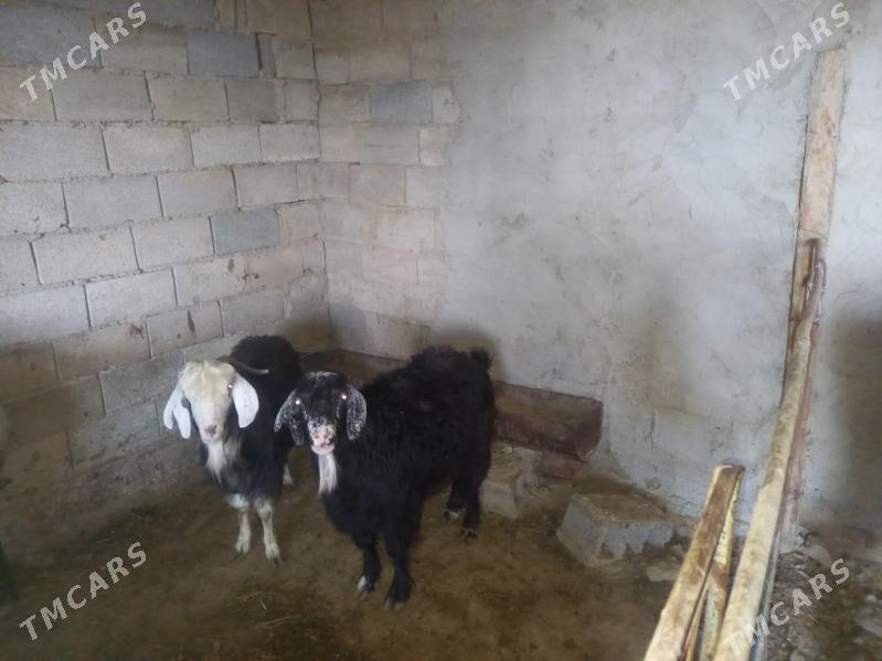 Bag Geci - Балканабат - img 1