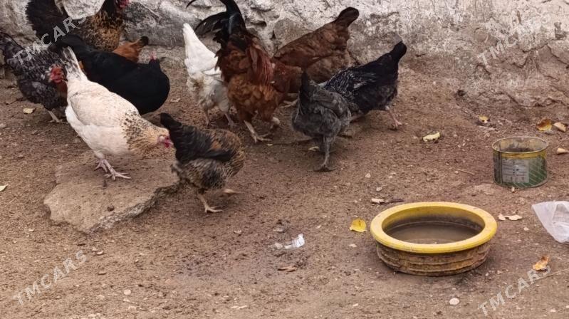 Tawuk - Balkanabat - img 1