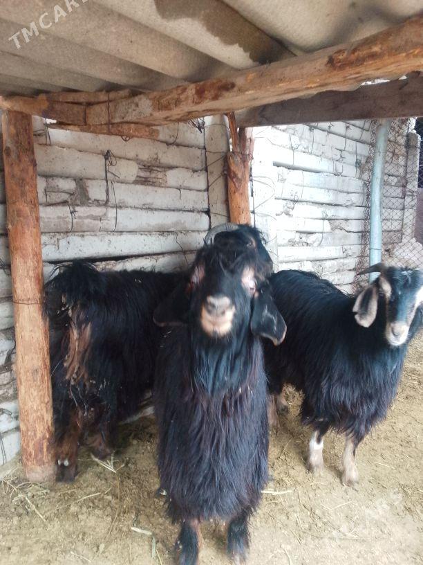 çebiş - Тязе заман - img 1