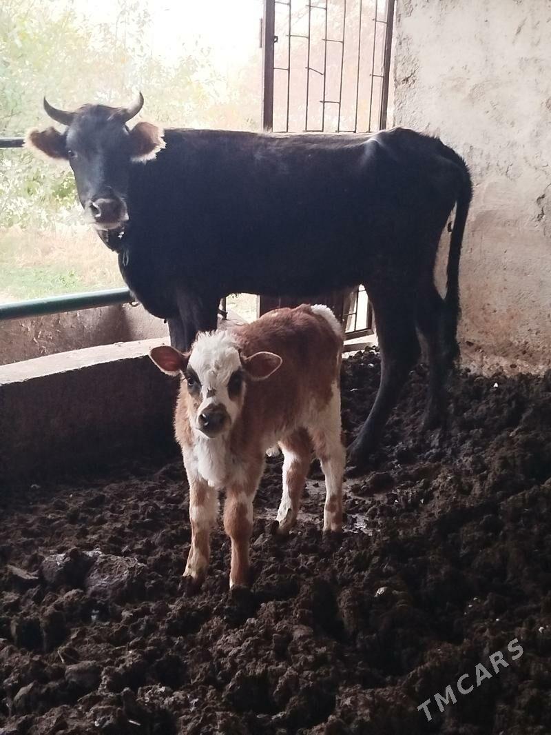 goleli sygyrlar - Bagyr - img 1