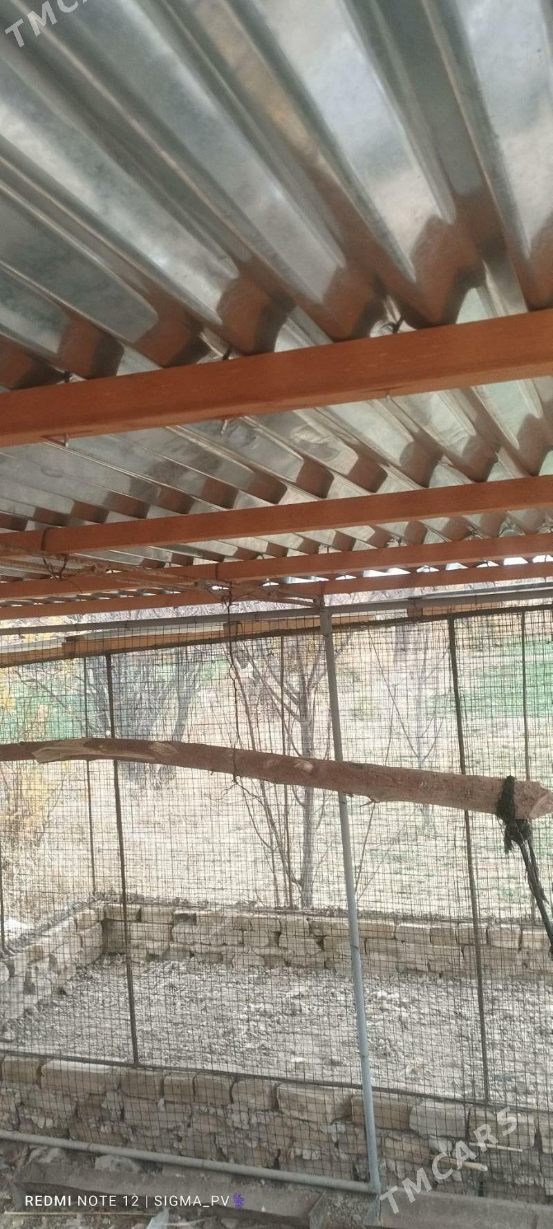 towuk ketek - Туркменгала - img 1