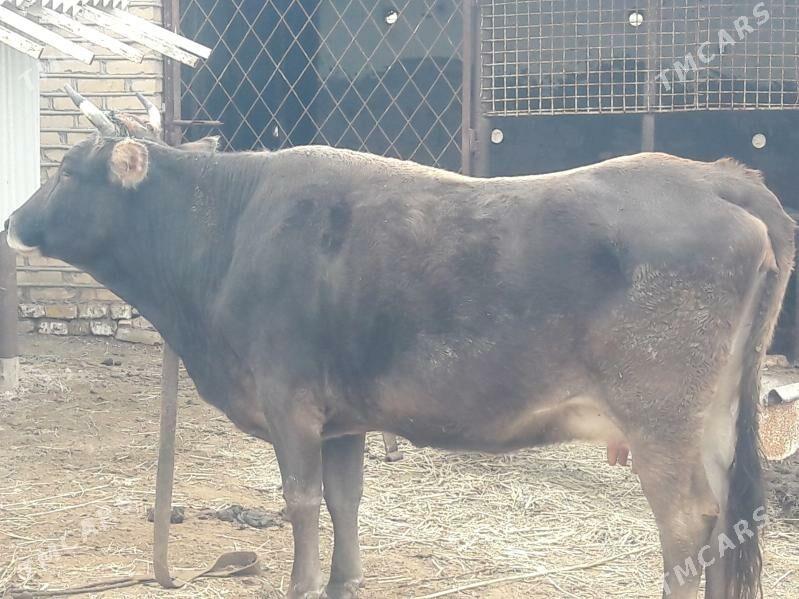 Göleli sygyrlar - Wekilbazar - img 1