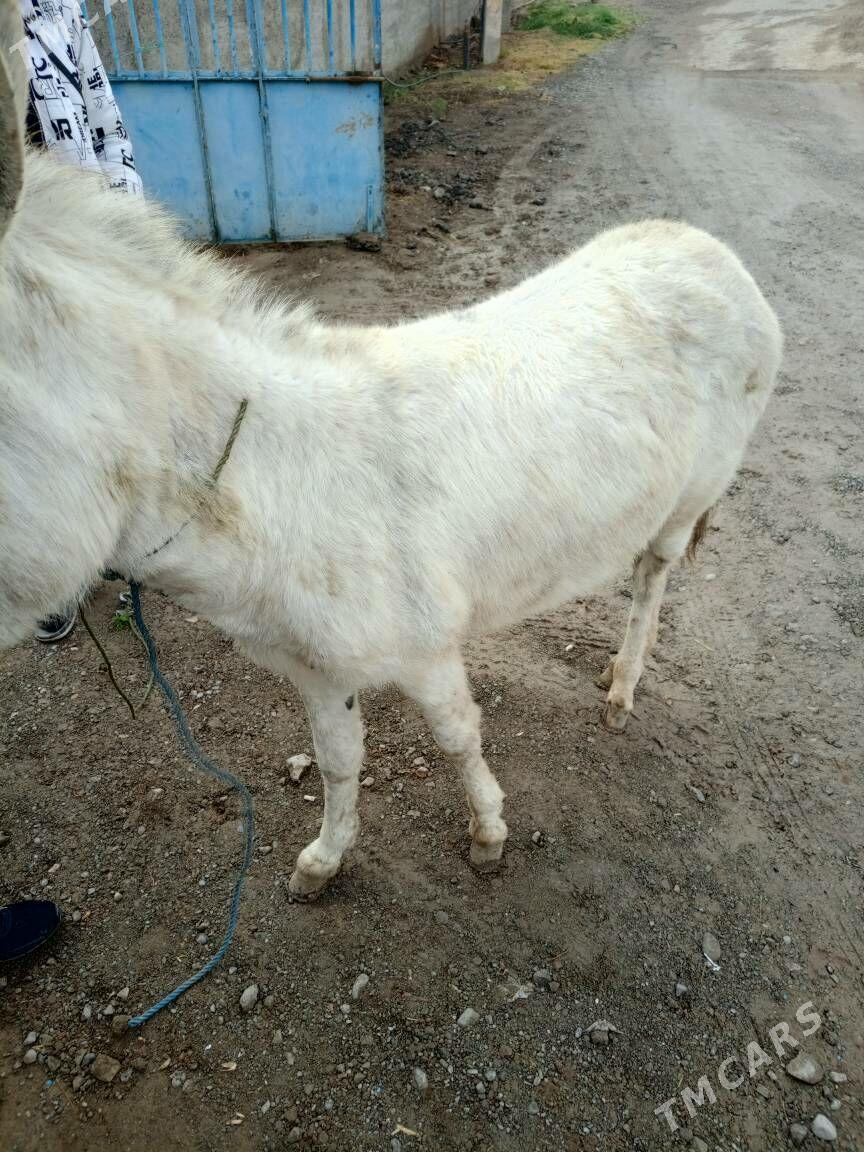 esek - Bagyr - img 1