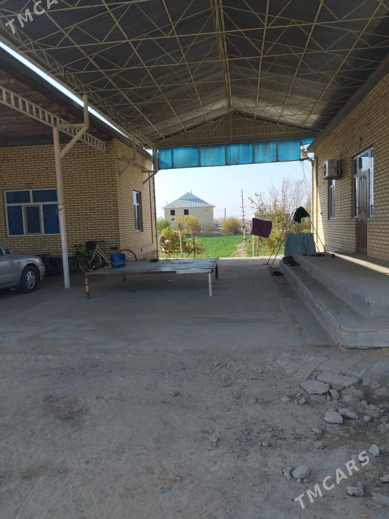 Jay satlyk - Сакарчага - img 1