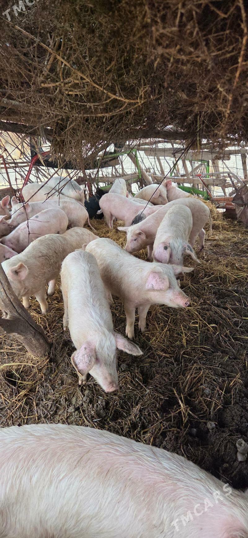 5 6 aylyk donuzlar - Халач - img 1