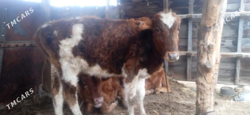 unajyn - Чарджоу - img 1