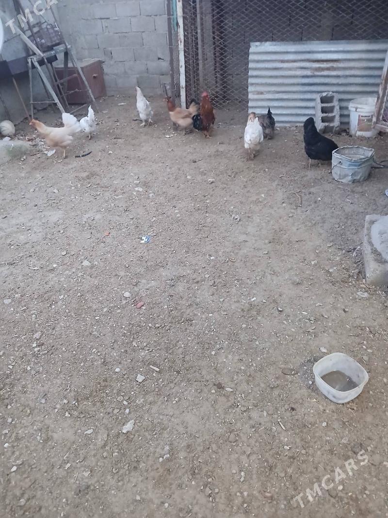 towuk - Jebel - img 1