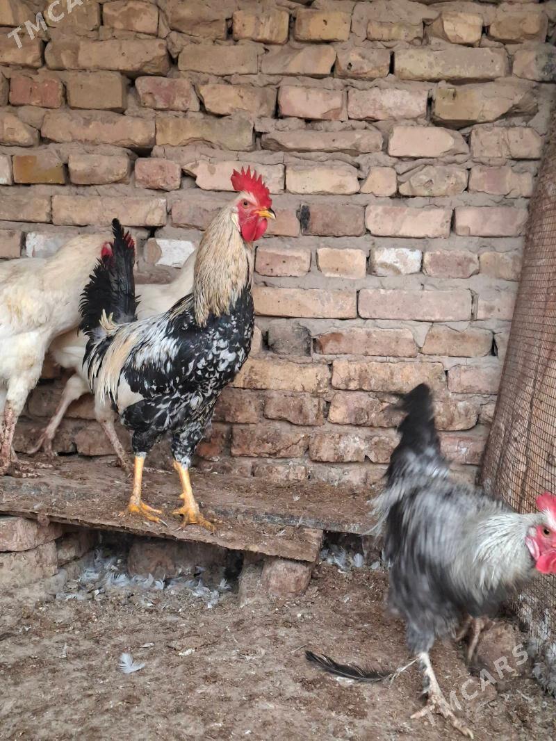 Horaz - Türkmenabat - img 1