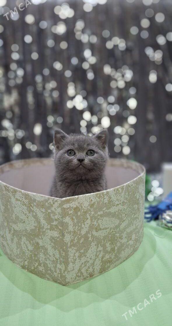 Шотландская прямоухая девочка - Aşgabat - img 1