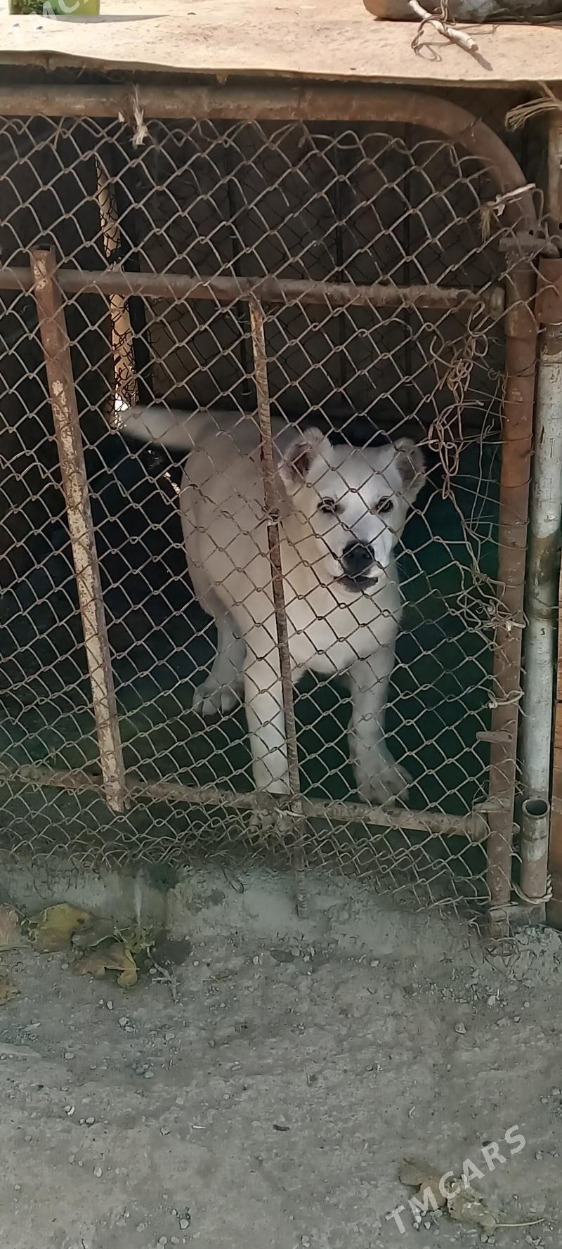 it - Кака - img 1