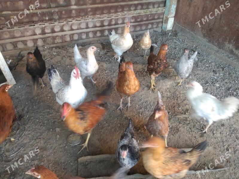 juyje - Etrek - img 1