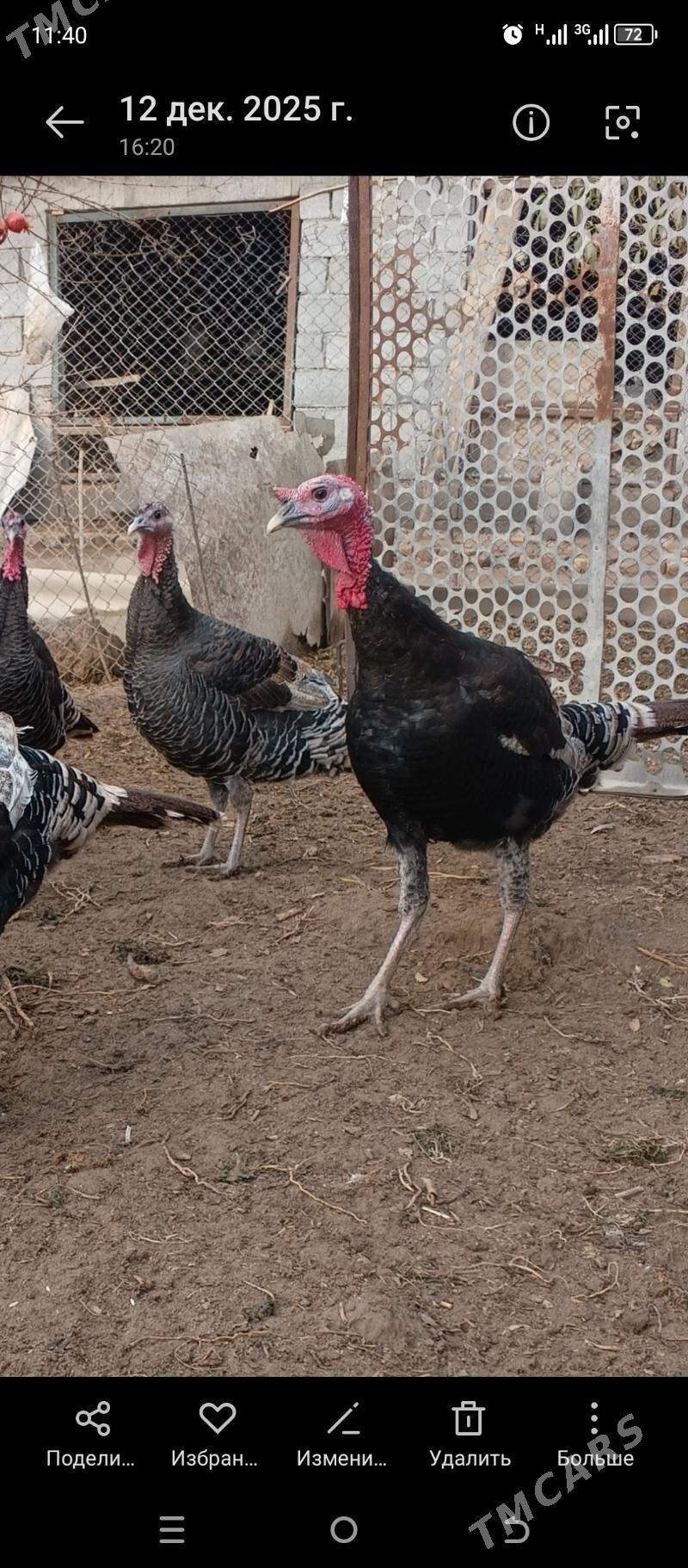 guşlar - Büzmeýin - img 1