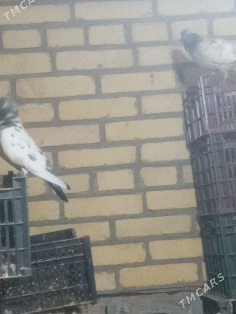 Kepder - Çärjew - img 1