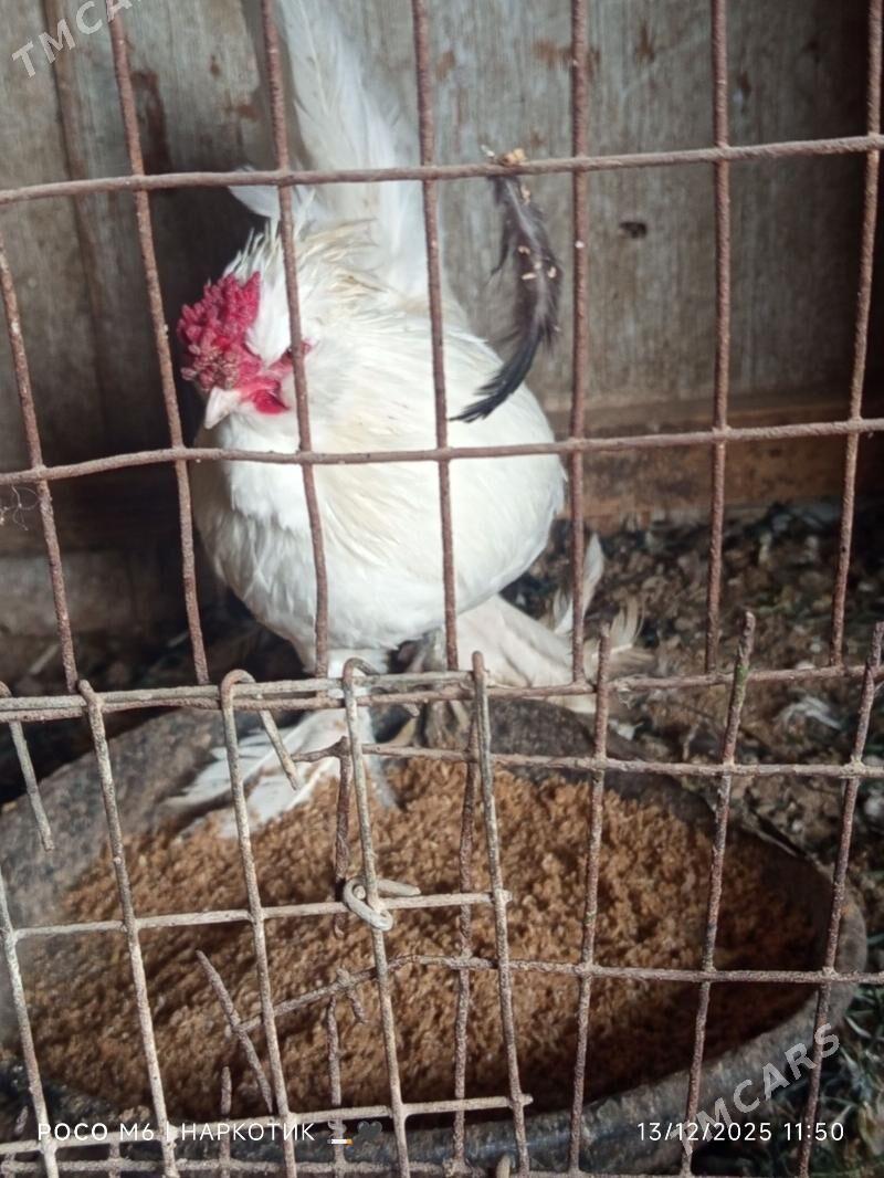 карлик - Çärjew - img 1