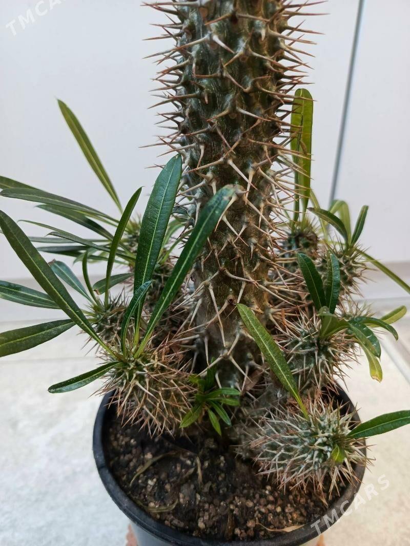 Похиподиум - Ашхабад - img 1