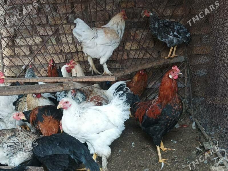 Horaz - Dänew - img 1