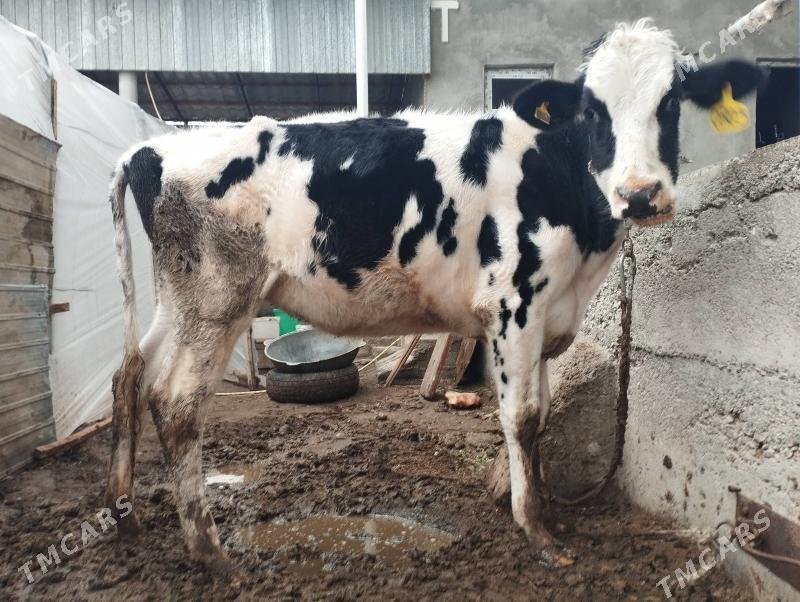 Tüwe - Ашхабад - img 1