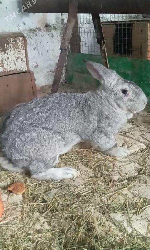 Towşan - Büzmeýin - img 1