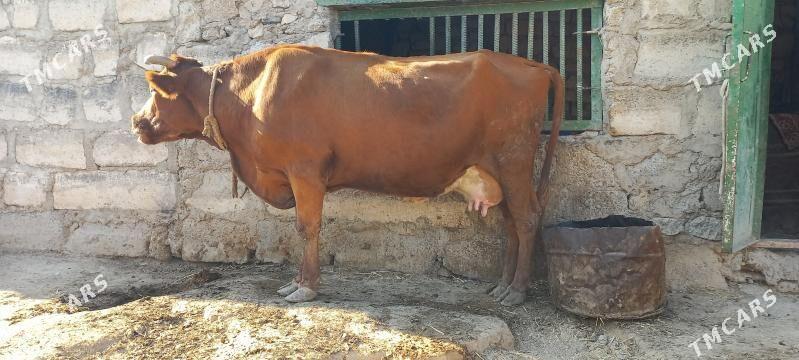 Sygyr - Туркменбаши - img 1