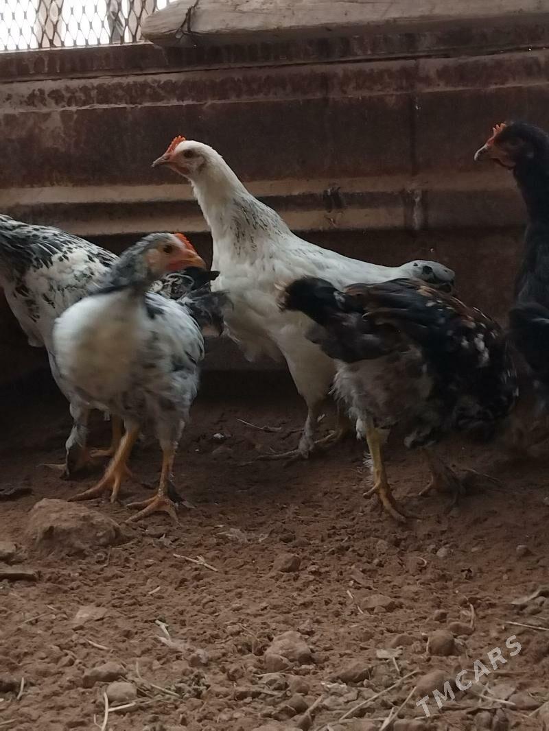 Jüýje - Babadaýhan - img 1