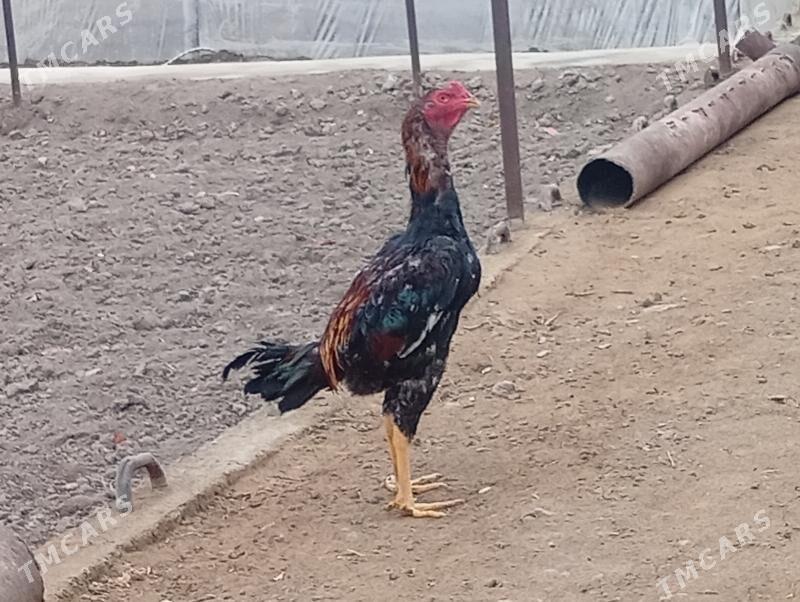 bayes juyjoler - Mary - img 1