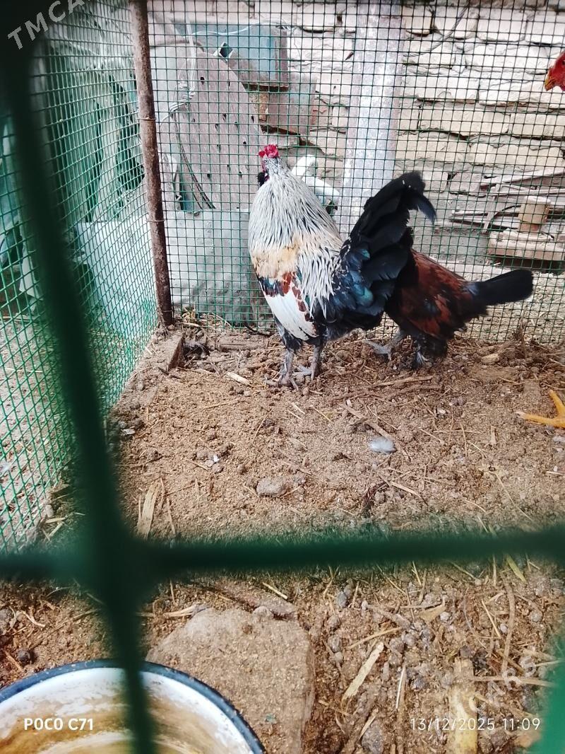 karlik - Çärjew - img 1