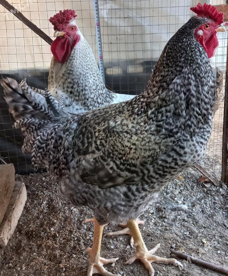 Gigant HorazGigant Horaz - Sakarçäge - img 1