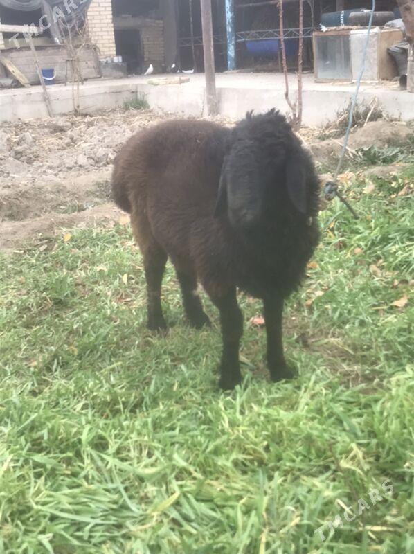 goçkar - Çärjew - img 1