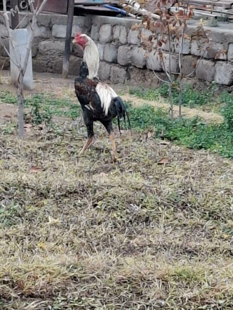 Taşkent horaz - Gypjak - img 1